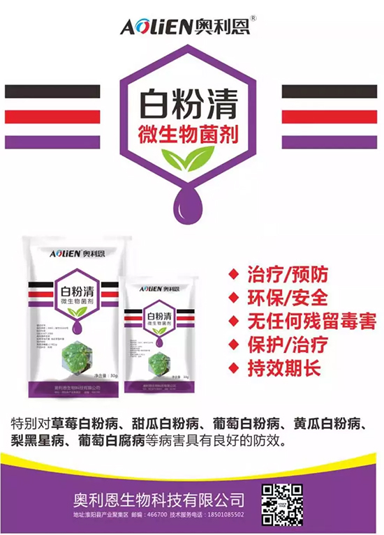 白粉病“反復(fù)難纏”? 記住這個(gè)藥,高效防治白粉病,鏟除!