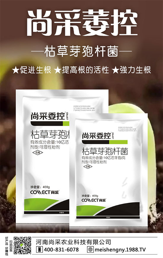 大棚草莓技巧及管理方法，大棚草莓施肥要點(diǎn)！