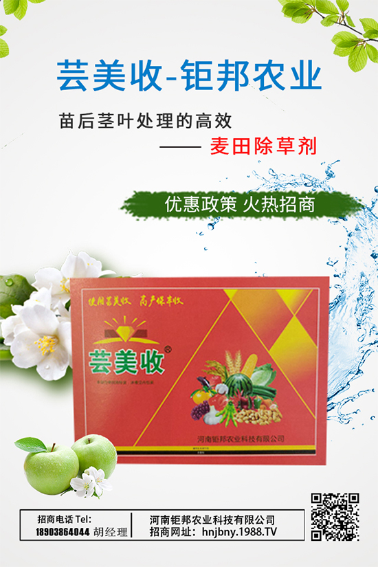 大蔥需肥特性,大蔥施肥技術(shù)要點有哪些?