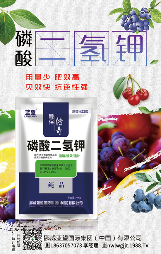 秋茬西紅柿定植注意事項，秋茬西紅柿膨果期管理方法