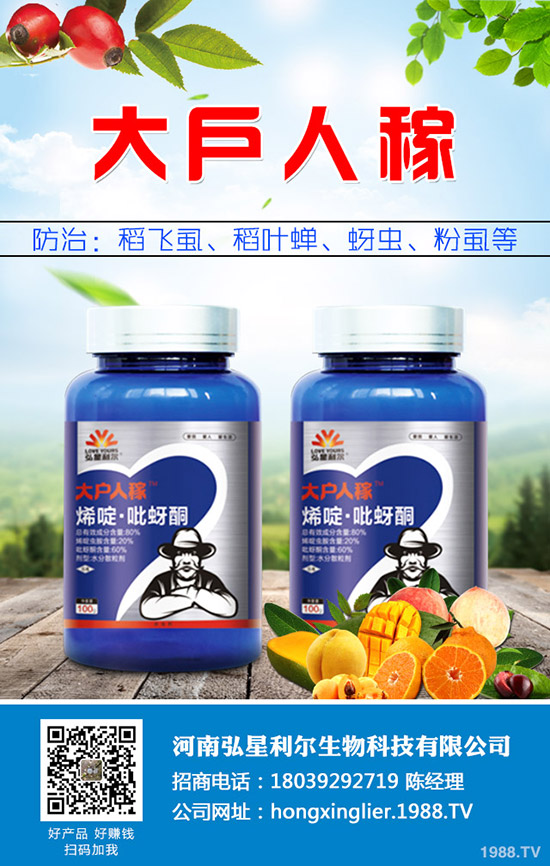 洋蔥種植后要怎么管理?洋蔥種植管理技術(shù)要點!