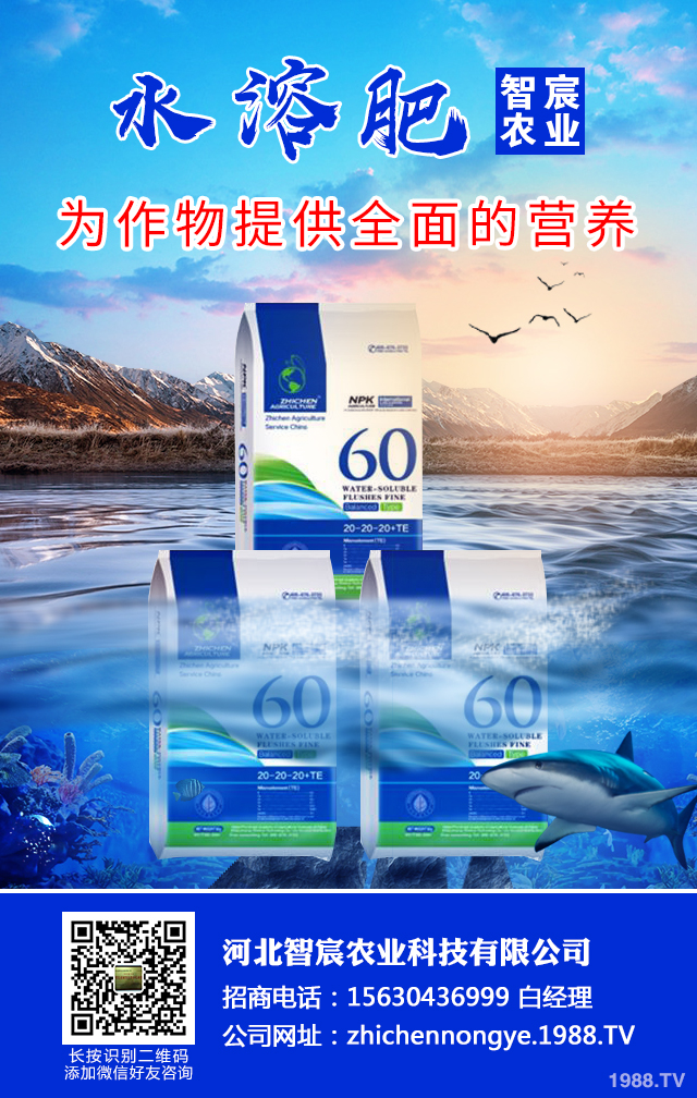 冬季辣椒秧苗如何防凍?辣椒苗冬季防凍技術(shù)