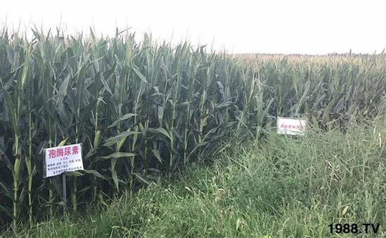 速看!小麥畝產(chǎn)1471斤,雙酶尿素全新升級,“高產(chǎn)王”當(dāng)之無愧!