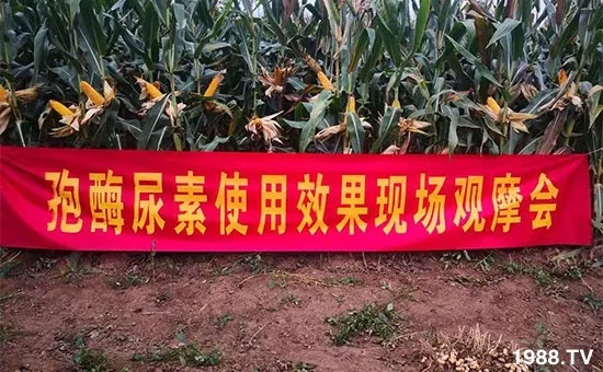 速看!小麥畝產(chǎn)1471斤,雙酶尿素全新升級,“高產(chǎn)王”當(dāng)之無愧!