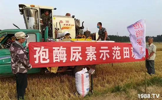 速看!小麥畝產(chǎn)1471斤,雙酶尿素全新升級,“高產(chǎn)王”當(dāng)之無愧!