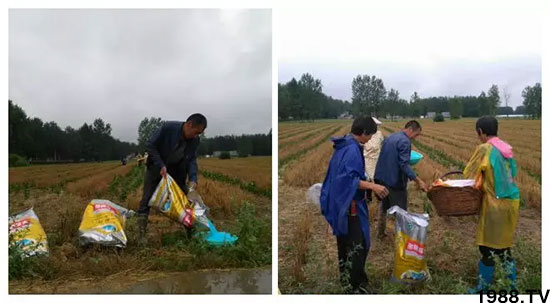 速看!小麥畝產(chǎn)1471斤,雙酶尿素全新升級,“高產(chǎn)王”當(dāng)之無愧!