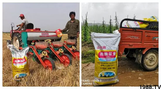 速看!小麥畝產(chǎn)1471斤,雙酶尿素全新升級,“高產(chǎn)王”當(dāng)之無愧!