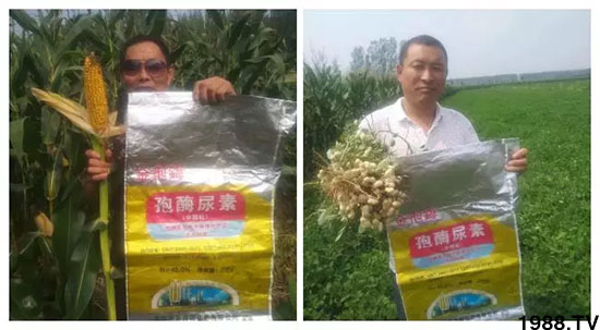 速看!小麥畝產(chǎn)1471斤,雙酶尿素全新升級,“高產(chǎn)王”當(dāng)之無愧!