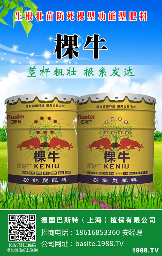 洋蔥如何施肥?洋蔥科學(xué)合理的施肥方法!