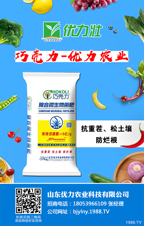 芹菜軟腐病來襲,到底該如何防治?芹菜軟腐病的危害與防治