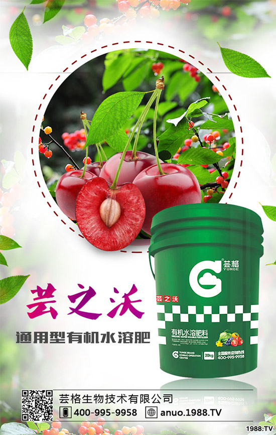 郁金香該如何種植?郁金香的種植管理方案