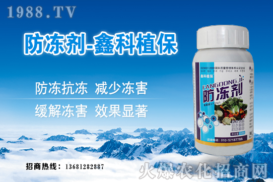 西葫蘆旺長(zhǎng)什么原因?西葫蘆如何控旺?西葫蘆旺長(zhǎng)補(bǔ)救措施!