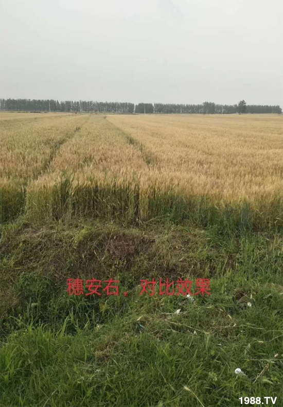 С����ù��Σ�����c(di��n)������С����ù����ʲôˎ��