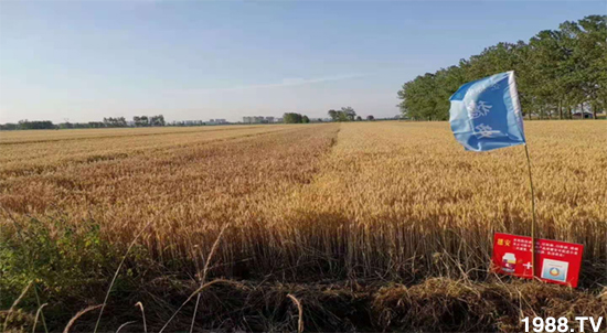 С����ù��Σ�����c(di��n)������С����ù����ʲôˎ��