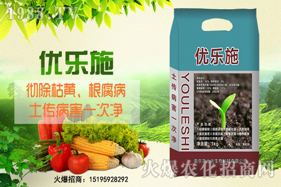 種芹菜空心多，品質(zhì)差？芹菜空心原因及防治措施！