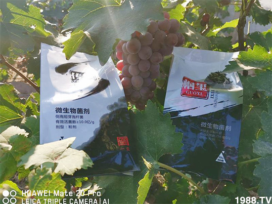 好產(chǎn)品好作用,“一璽生物”微生物菌劑“幗璽”客戶真實(shí)反饋!