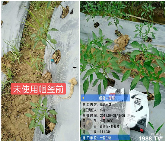 好產(chǎn)品好作用,“一璽生物”微生物菌劑“幗璽”客戶真實(shí)反饋!