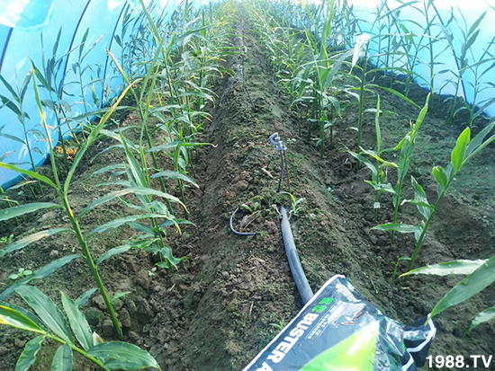     ���׌�Nֲ׃�ø��p����һ���ײͣ�ȫ���䷽����˹�ش󽪠I�B(y��ng)�ײͷ�����