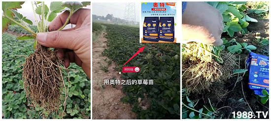     ���׌�Nֲ׃�ø��p�ɣ�һ���ײ���ȫ���䷽����˹�ش󽪠I�B(y��ng)�ײͷ�����