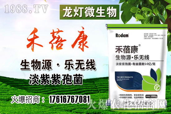 西紅柿授粉方法是?西紅柿露天和大棚種植有何不同?