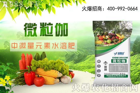 辣椒該怎么育苗,辣椒育苗時間及育苗注意要點!