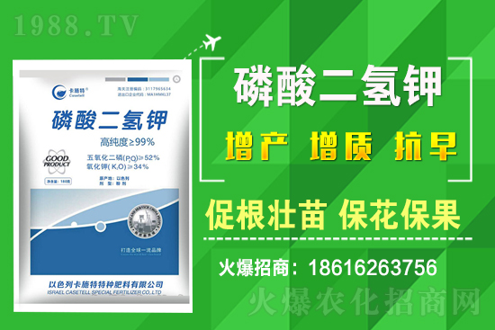 菠菜種植需要注意哪些問(wèn)題?菠菜種植該怎么施肥?