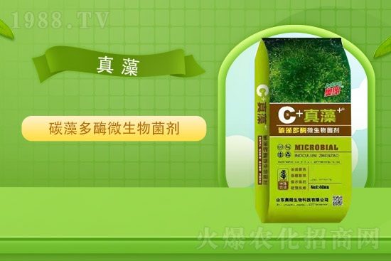 ɽ�|�W�������ٺ�1988.TV���y�ִ����������E��