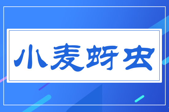 小麥蚜蟲(chóng)