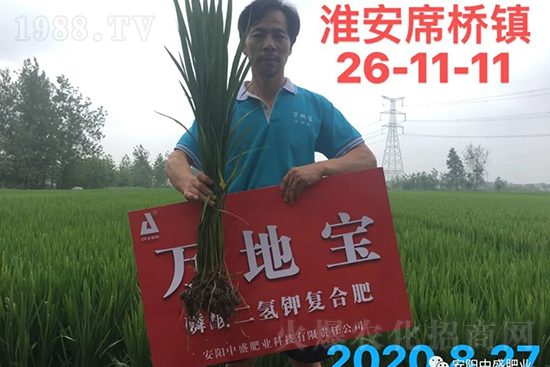 水稻分蘗不好對產量有多大影響?促進水稻分蘗怎么做?