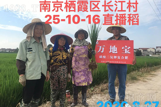 水稻分蘗不好對產量有多大影響?促進水稻分蘗怎么做?