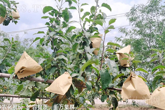 果實套袋后可減少農(nóng)藥殘留,改善果子的外觀品質(zhì),可大大提高果品賣相,更容易出售并賣出高價,所以果樹套袋目前仍然是我國果園的主要管理方法,套袋蘋果表光就是好,也少病害。
