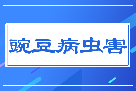 豌豆病蟲害
