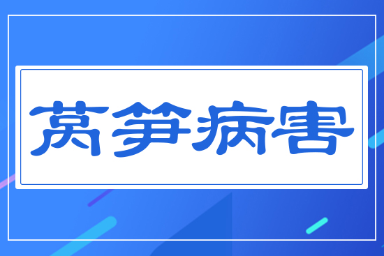 ?萵筍病害