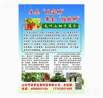 毛葉山桐子 宇宙夢(mèng)生物